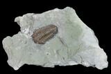 Flexicalymene Trilobite - Mt Orab, Ohio #165361-1